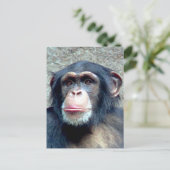 Carte Postale Chimpanzé (Debout devant)