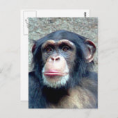 Carte Postale Chimpanzé (Devant / Derrière)