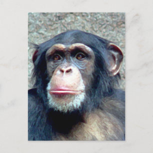 Carte Postale Chimpanzé