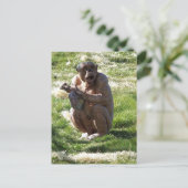 CARTE POSTALE CHIMPANZÉ (Debout devant)