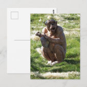 CARTE POSTALE CHIMPANZÉ (Devant / Derrière)