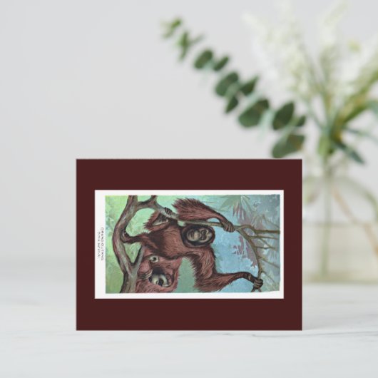 Carte postale - chimpanzé (Debout devant)