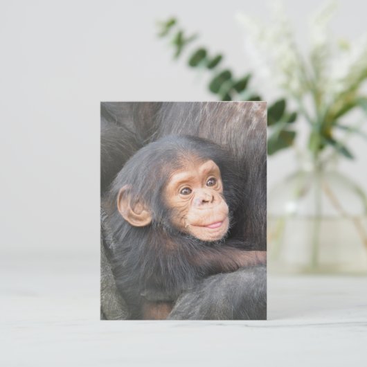 Carte Postale Chimpanzé (Debout devant)