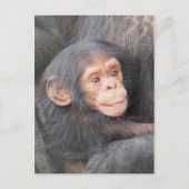 Carte Postale Chimpanzé (Devant)