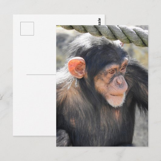 Carte Postale Chimpanzé (Devant / Derrière)