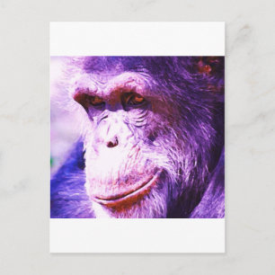 Carte Postale Chimpanzé