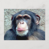 Carte Postale Chimpanzé (Devant)