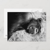 Carte Postale chimpanzé (Devant / Derrière)