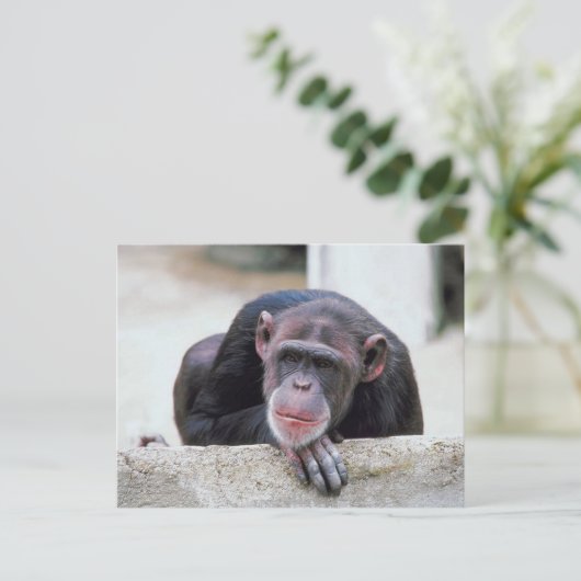 Carte postale Chimpanzé (Debout devant)