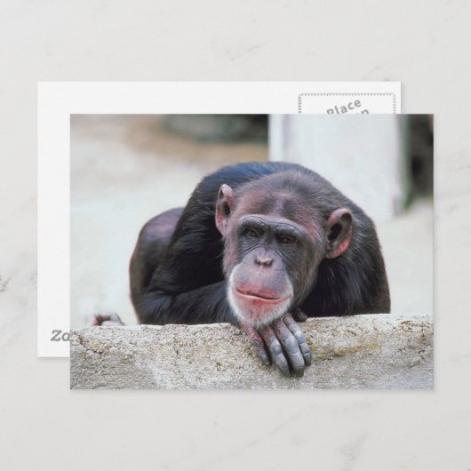 Carte postale Chimpanzé (Devant / Derrière)