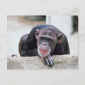 Carte postale Chimpanzé (Devant)