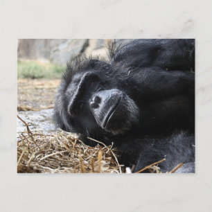 Carte postale Chimpanzé