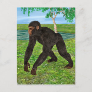 Carte Postale Chimpanzé