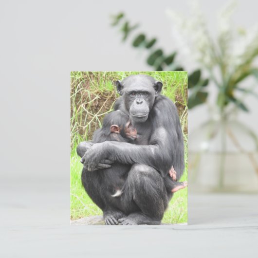 Carte postale Chimpanzé (Debout devant)