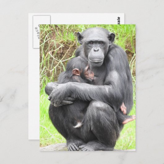 Carte postale Chimpanzé (Devant / Derrière)