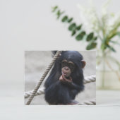 Carte Postale Chimpanzé 030 (Debout devant)