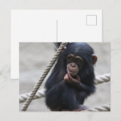 Carte Postale Chimpanzé 030 (Devant / Derrière)