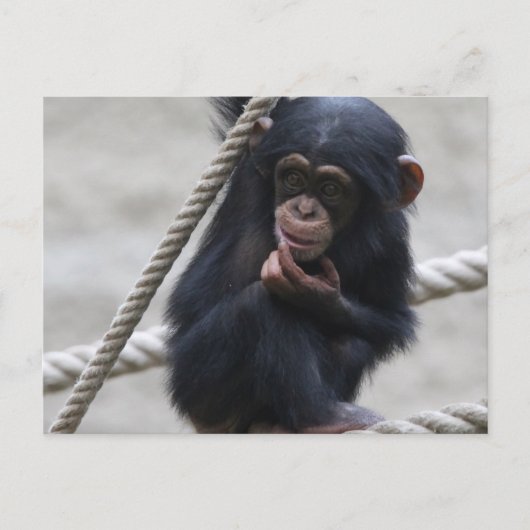 Carte Postale Chimpanzé 030 (Devant)