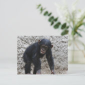 Carte Postale Chimpanzé 031 (Debout devant)