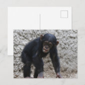 Carte Postale Chimpanzé 031 (Devant / Derrière)