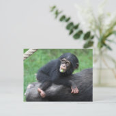 Carte Postale Chimpanzé 032 (Debout devant)