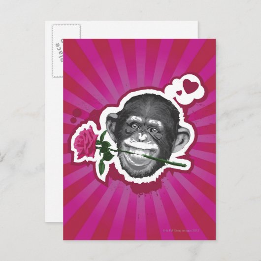Carte Postale Chimpanzé avec un Rose dans sa bouche (Devant / Derrière)