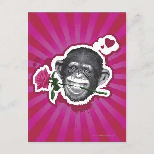 Carte Postale Chimpanzé avec un Rose dans sa bouche (Devant)