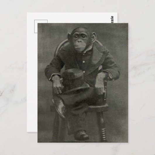 Carte Postale "Chimpanzé Dandy" (Devant / Derrière)