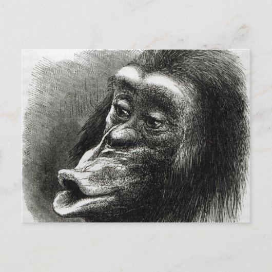 Carte Postale Chimpanzé déçu et Sulky (Devant)