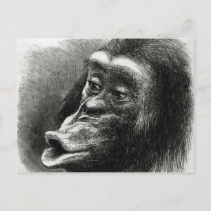 Carte Postale Chimpanzé déçu et Sulky