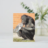 CARTE POSTALE CHIMPANZÉ DRÔLE (Debout devant)