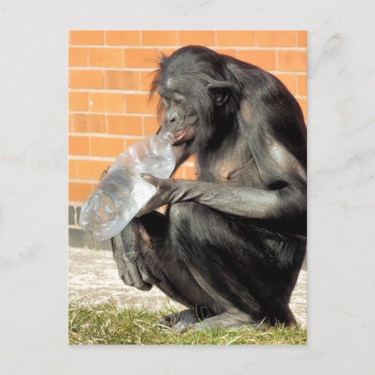 CARTE POSTALE CHIMPANZÉ DRÔLE (Devant)