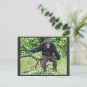 Carte Postale Chimpanzé en Ouganda (Debout devant)