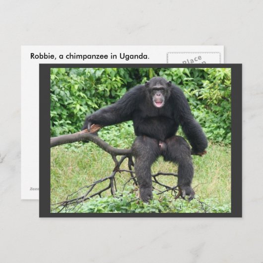 Carte Postale Chimpanzé en Ouganda (Devant / Derrière)