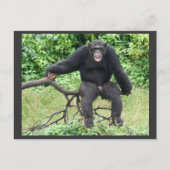 Carte Postale Chimpanzé en Ouganda (Devant)