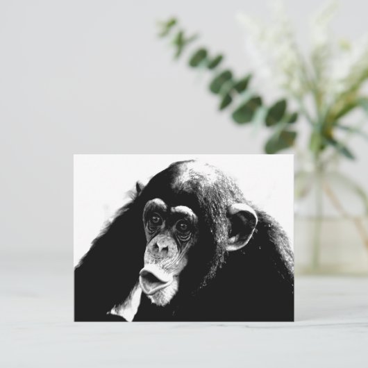 Carte Postale Chimpanzé noir blanc (Debout devant)