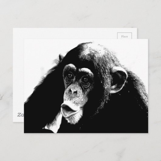 Carte Postale Chimpanzé noir blanc (Devant / Derrière)