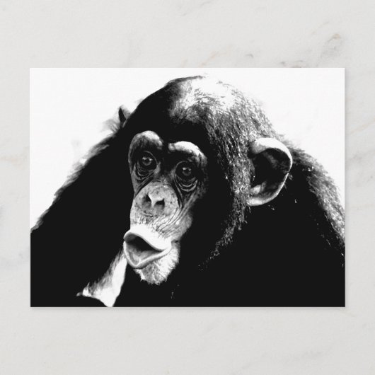 Carte Postale Chimpanzé noir blanc (Devant)