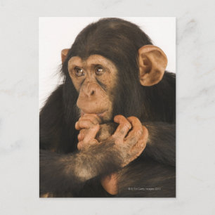 Carte Postale Chimpanzé (poêle troglodyte). Jeune joueur 2