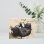 Carte Postale Chimpanzé relaxant (Debout devant)