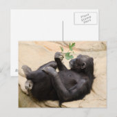 Carte Postale Chimpanzé relaxant (Devant / Derrière)
