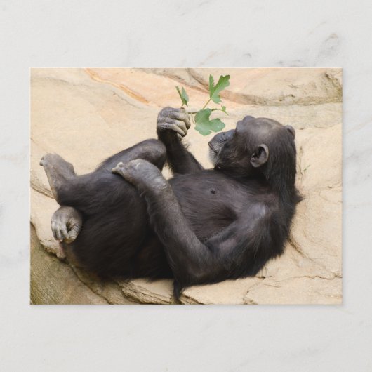 Carte Postale Chimpanzé relaxant (Devant)