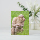 Carte Postale Chimpanzé sans cheveux (Debout devant)
