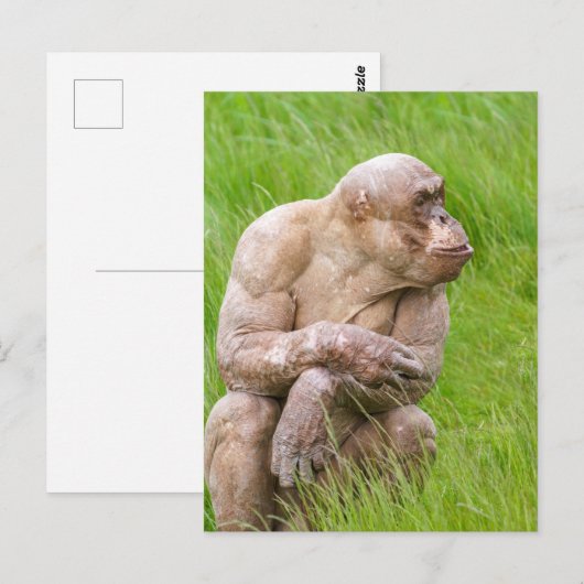 Carte Postale Chimpanzé sans cheveux (Devant / Derrière)
