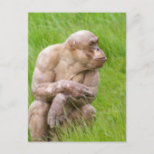 Carte Postale Chimpanzé sans cheveux (Devant)