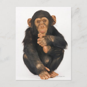 Carte Postale Chimpanzé (troglodytes paniques)