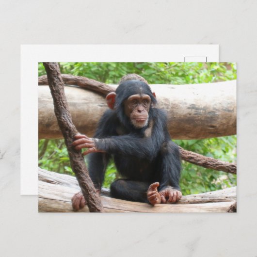 Carte Postale Chimpanzée 001 (Devant / Derrière)