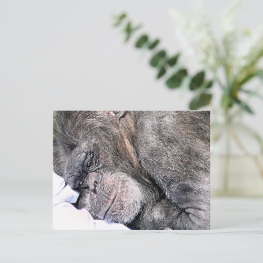 CARTE POSTALE CHIMPANZEE CUTE (Debout devant)