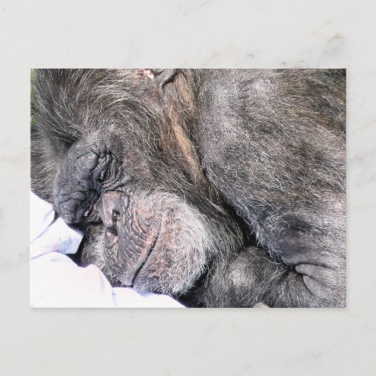 CARTE POSTALE CHIMPANZEE CUTE (Devant)