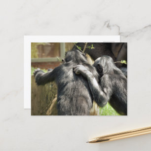 CARTE POSTALE CHIMPANZÉS